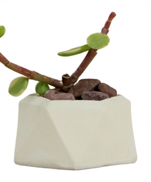 Mini Çiçek Saksı Küçük Sukulent Beyaz Kaktüs Saksısı Mini Poly 2 Model